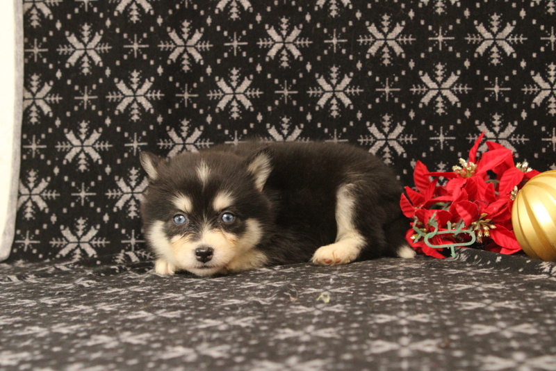 puppy, for, sale, Pomsky, Matthew B. Stoltzfus, dog, breeder, Gap, PA, dog-breeder, puppy-for-sale, forsale, nearby, find, puppyfind, locator, puppylocator, aca